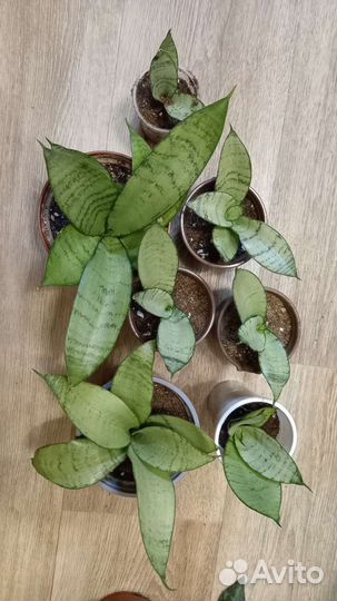 Сансевиерии коллекция