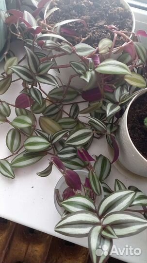 Комнатные цветы