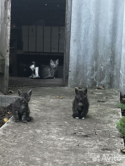 Котята в добрые руки