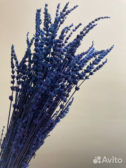 Лаванда стабилизированная и сухоцветы