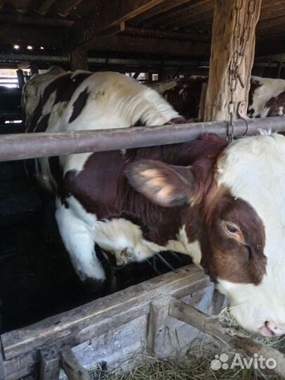 Быки на мясо