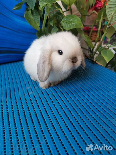 Самые красивые вислоухие крольчата