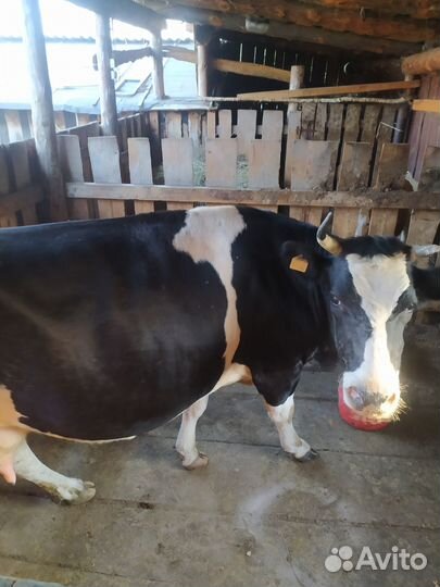 Коровы телята