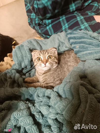 Кошки в добрые руки