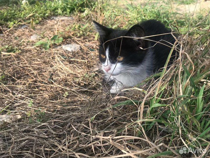 Котенок девочка