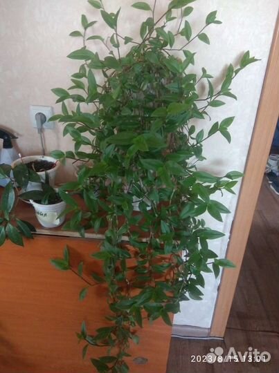 Комнатные растения