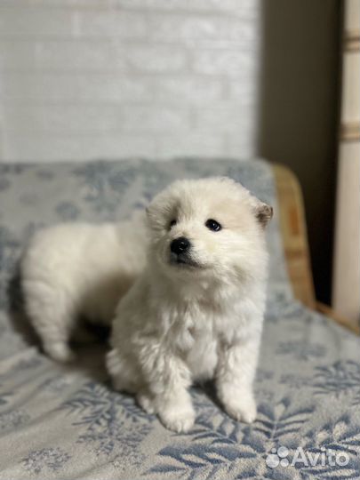 Щенки самоеда