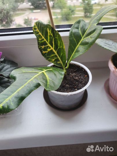 Кротон домашние растения цветы