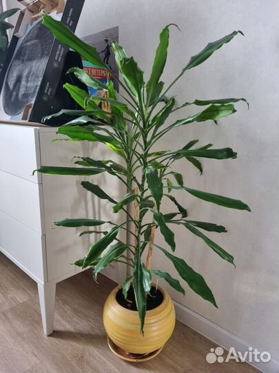 Пальма драцена