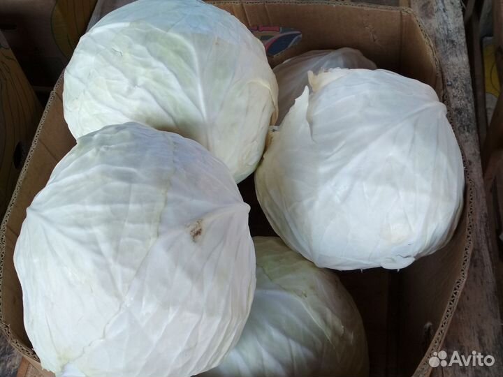 Свежие овощи и фрукты