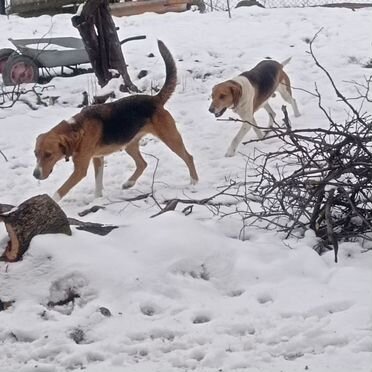 Русская гончая, щенок