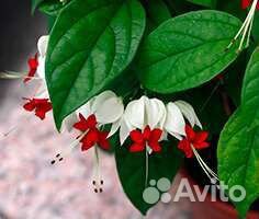 Клеродендрум Томсона