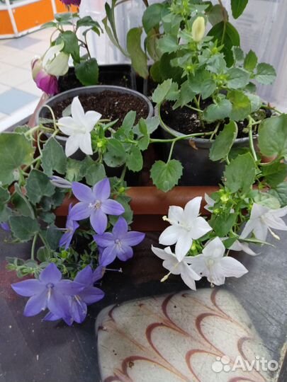 Кампанула жених и невеста