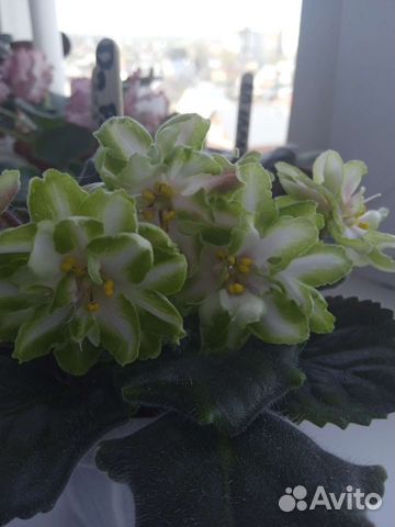 Сортовые фиалки