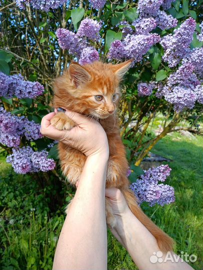 Котята мейн-кун
