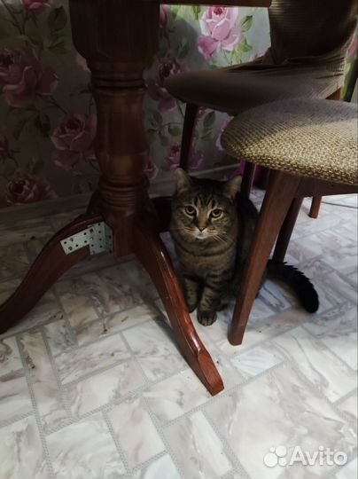 Кошка в дар бесплатно