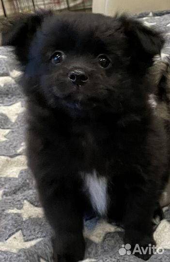 Щенки помчи