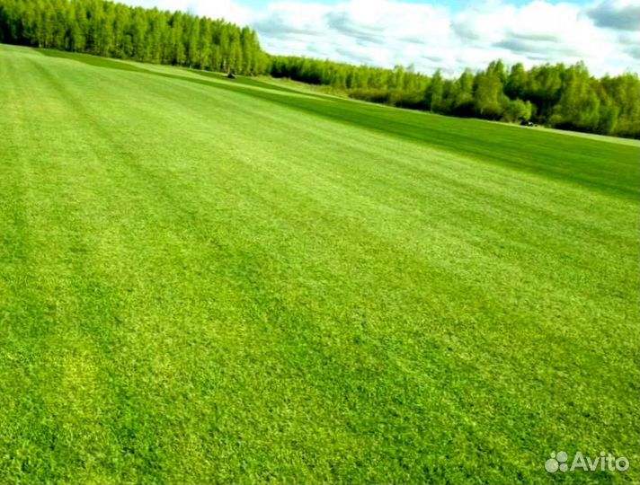 Рулонный газон