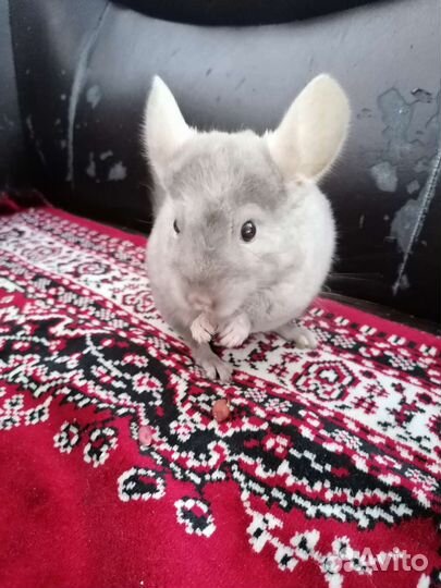 Шиншилла
