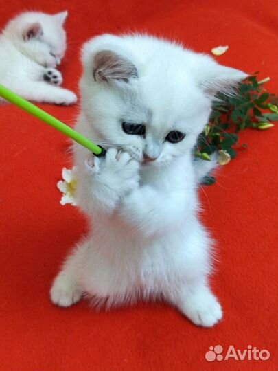 Шикарные котята