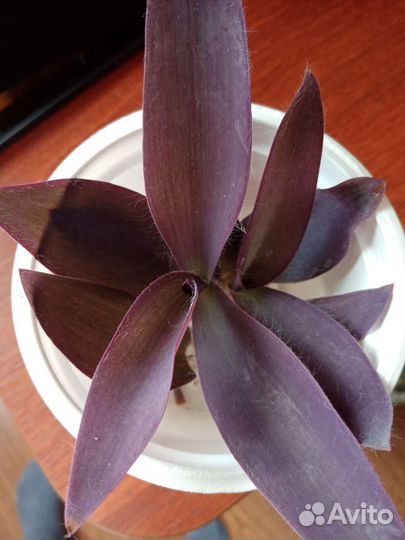 Традесканции