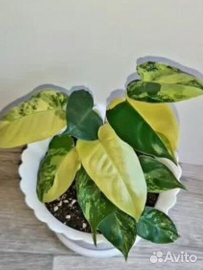 Филодендрон 