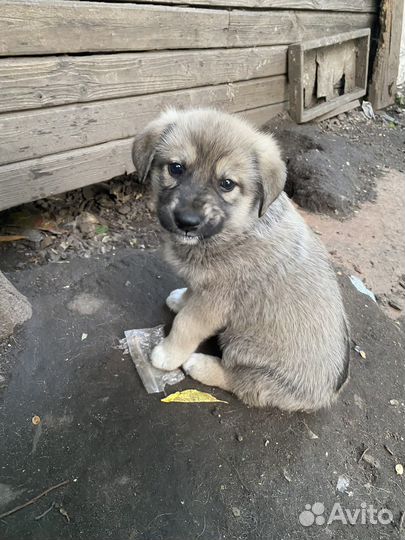 Два щенка девочки ищут дом