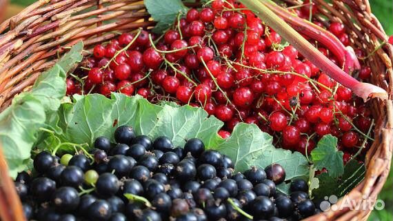 Саженцы красной и черной смородины