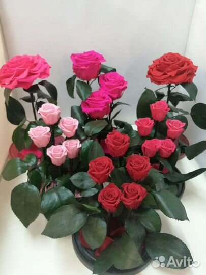 Роза в колбе