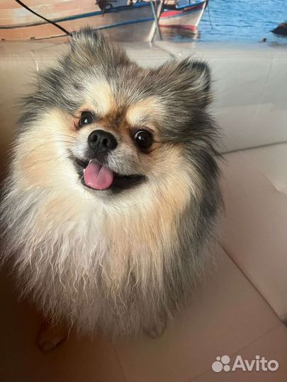 Померанский шпиц медвежьего типа