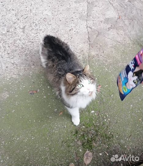 Кот бывшедомашний ласковый отрезали хвост