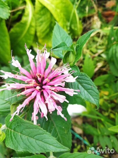 Перовския, лаванда, шалфей, котовник