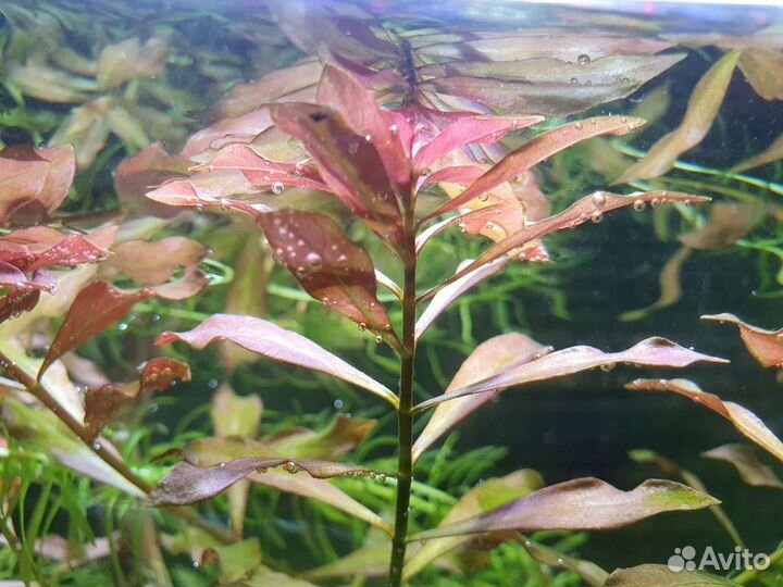 Растения для аквариума