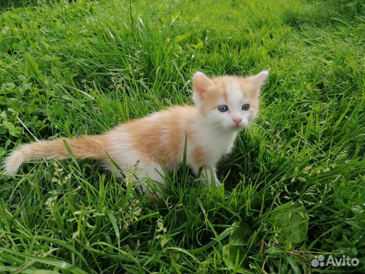 Кот Василий