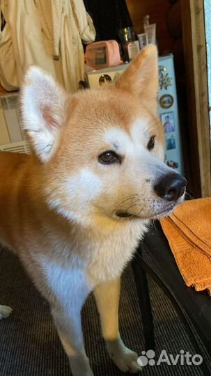 Акита ину вязка