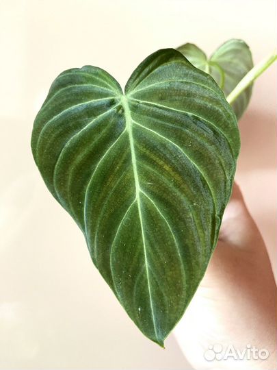 Филодендрон Сплендид, Принцесса, Меланохризум