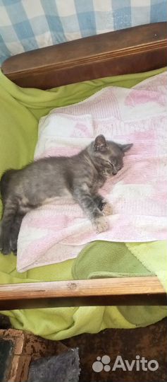 Кошка котёнок