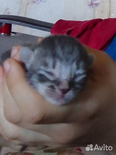 Котенок в дар бесплатно