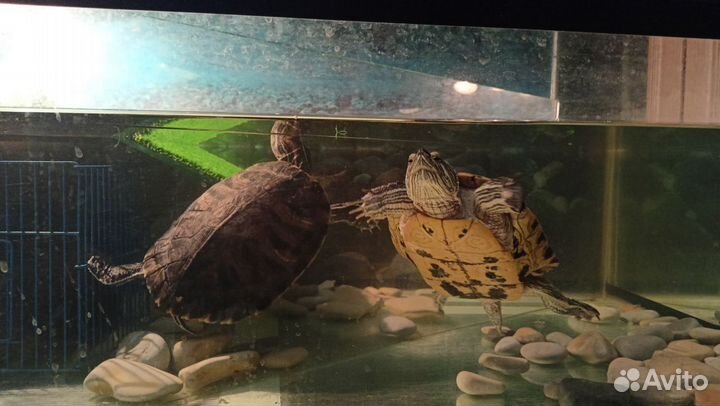 Красноухие черепахи