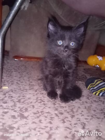 Кошки в добрые руки