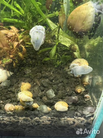 Улитки аквариумные ампулярии разноцветные