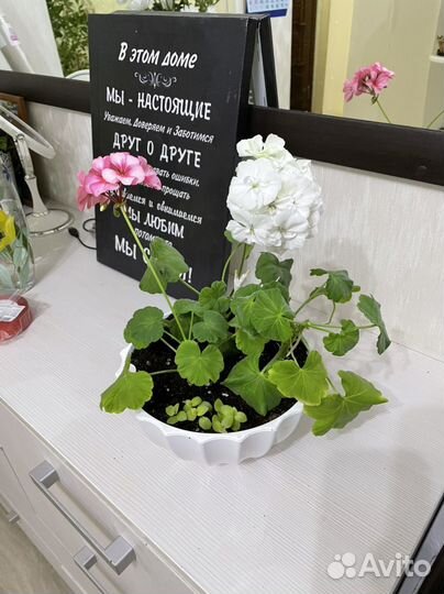 Герань пеларгония набор в горшке