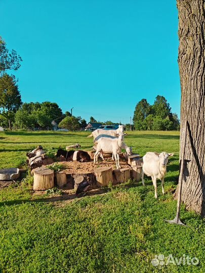 Продажа дойных коз