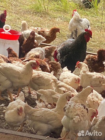 Молодые петухи