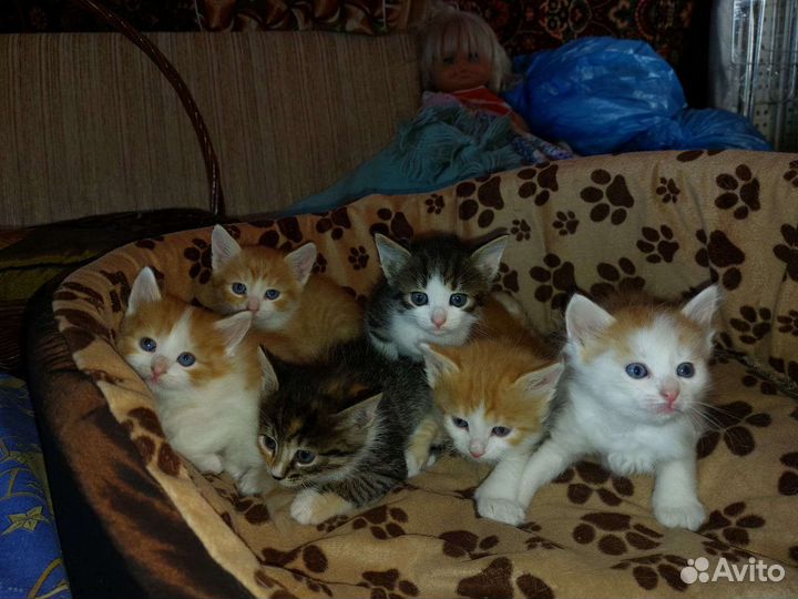 Котята в добрые руки