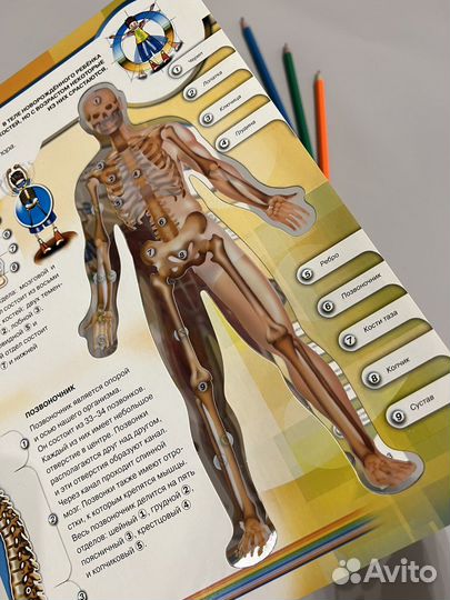 Книга Тело человека