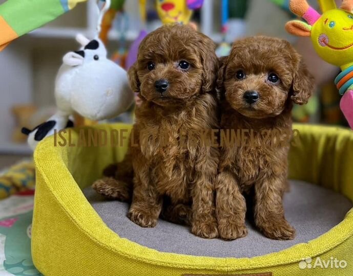 Той-пудель ред девочка и мальчик РКФ