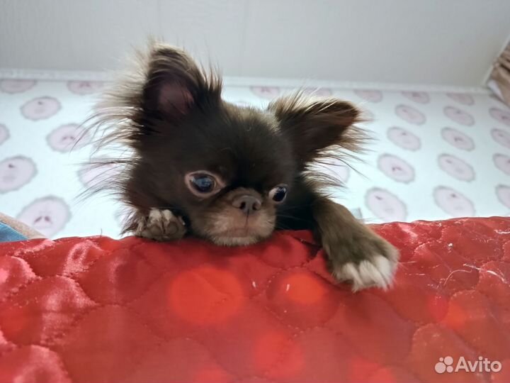 Кобель чихуахуа для вязки