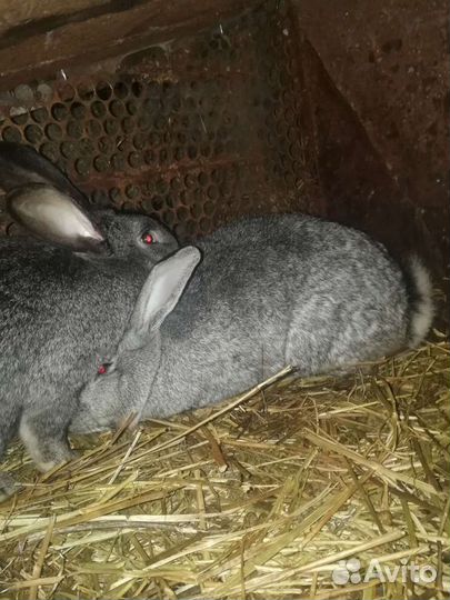 Кролик, крольчатина