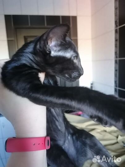 Ориентальная